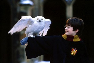 harryhedwig